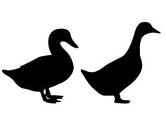 two ducks standing next to each other on a white background