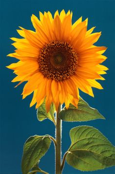 a large yellow sunflower with green leaves against a blue sky