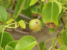 the fruit is still on the tree and ready to be picked from it's leaves