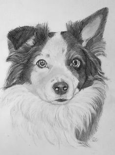 a pencil drawing of a dog's face with his head tilted to the side