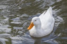 a white duck floating on top of a body of water