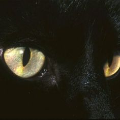 black cat with yellow eyes looking straight ahead