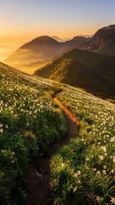 the sun is setting on a grassy hill with wildflowers and mountains in the background