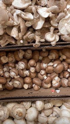 several boxes filled with different types of mushrooms