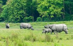 three rhinos are walking in the grass near some water and trees with green foliage behind them