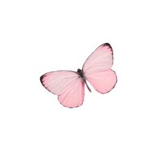 a pink butterfly flying through the air