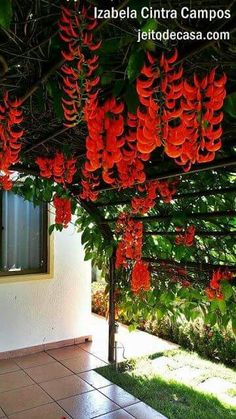 some red flowers hanging from a tree in front of a house with tile flooring