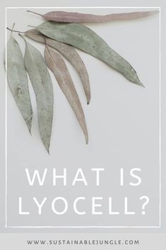 what is lyoccellla?