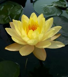 a yellow water lily floating on top of green leaves