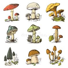 different types of mushrooms in the grass and on the ground, hand drawn stock illustration