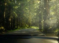 Photography Scenery, Forest Road, Cinematic Photography, Pretty Photos, Life Is Strange, Nature Aesthetic, Pretty Places, Bob Marley, In The Woods