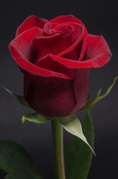 a single red rose on a black background