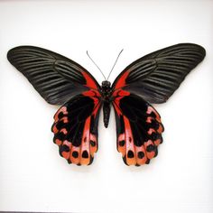 a black and red butterfly with spots on its wings, sitting on a white surface