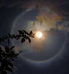 the sun is shining brightly in the sky above some trees and leaves, with a circular halo around it