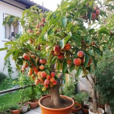 a potted peach tree with lots of fruit on it