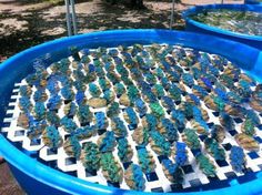 two large blue barrels filled with rocks and water