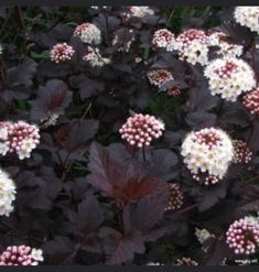 some white and pink flowers are growing in the grass together with dark purple leaves around them