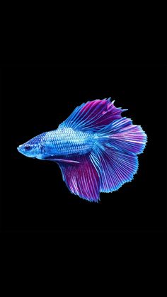 a blue and purple fish on a black background