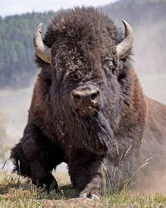 an adult bison is running through the grass