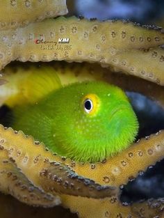 a close up of a green and yellow fish with bubbles on it's head