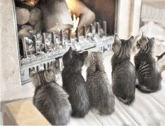 five kittens sitting in front of a fire place looking at the flames on the fireplace