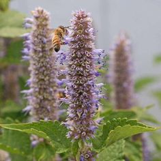 a close up of a flower with a bee in the middle and another plant behind it