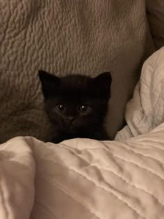 a small black kitten peeking out from under the covers