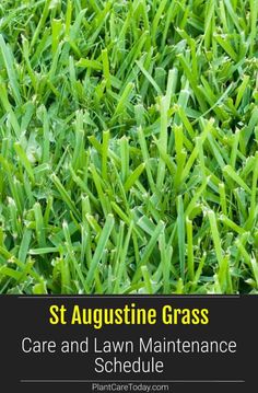 green grass with the words st augustine grass care and lawn maintenance schedule