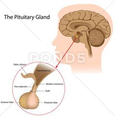 The pituitary gland Stock Illustration #AD ,#gland#pituitary#Illustration#Stock Eye Facts, Reverse Aging, Shocking Facts, Cortisol Levels, Qi Gong, Growth Hormone, Medical Illustration