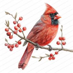 a red bird sitting on top of a tree branch with berries around its neck and head