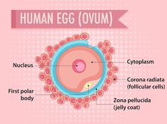 an egg is labeled in the diagram above it's eggs and their names are shown