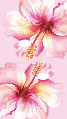 two pink and white flowers with yellow stamens on a light pink background,