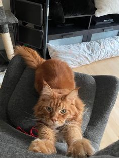 an orange cat sitting in a grey chair