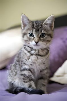 a kitten sitting on top of a bed next to a purple pillow and blanket, looking at the camera