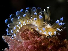 two blue and white sea slugs on a coral