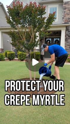 a man watering a tree in front of a house with the words protect your crepe myrtite