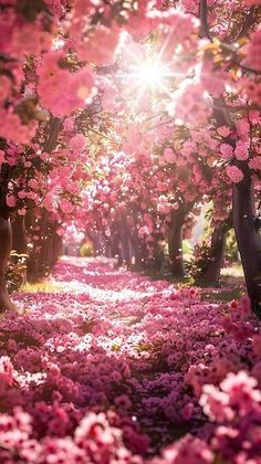 the sun shines through pink flowers on trees