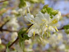 white flowers are blooming on the branches of trees