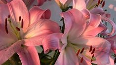 .°⋆୨ৎ Pink And Green Pc Wallpaper, Floral Laptop Wallpaper, Pink Lily Wallpaper, Weheartit Aesthetic, Dark Sarcasm, Rain Thunder, Moon Rain, Pink Lilies, Lily Wallpaper