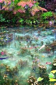 the pond is full of water plants and fish swimming in it's shallow waters