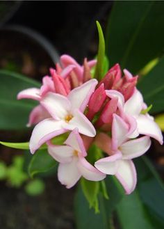 a pink and white flower with green leaves