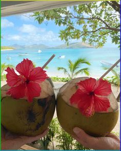 two coconuts with red flowers on them are held in front of an ocean view