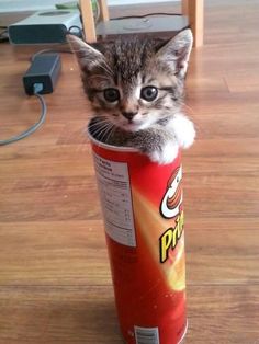 a small kitten sitting in a can on the floor