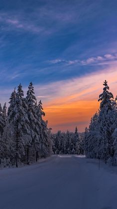 snow covered trees line the road as the sun sets