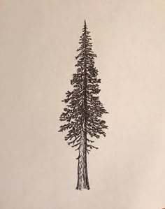 a pencil drawing of a pine tree on a piece of paper with the top half cut off