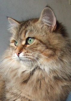 a long haired cat sitting on top of a blue chair next to a wall and looking at the camera