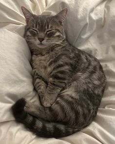 a cat that is laying down on a bed with its eyes closed and it's head resting on the pillow