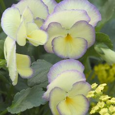 three purple and yellow flowers with green leaves