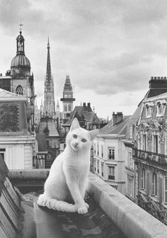 a white cat sitting on top of a roof next to tall buildings with spires