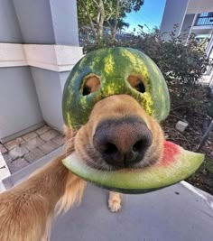 a dog with a watermelon helmet on it's head